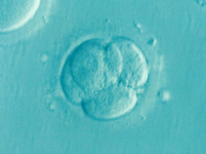 An embryo.