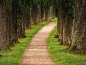 A path in the woods.